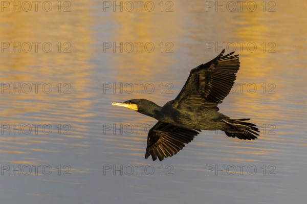 A cormorant flies gracefully over the water, which glows in warm orange tones, Cormorant,