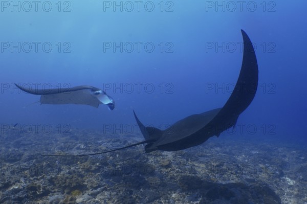 Two reef manta rays (Mobula alfredi), one of them completely in black, float gracefully through