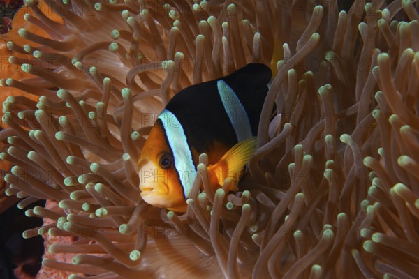 A clownfish with vivid colours, Clark's anemonefish (Amphiprion clarkii), hiding in a sea anemone