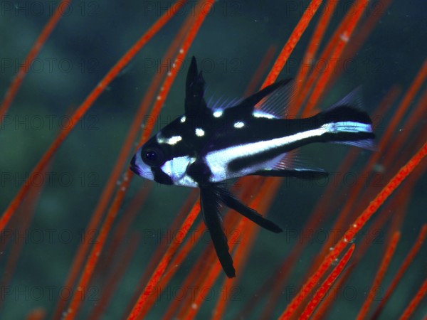 A black and white fish with spots, juvenile yellow-eyed snapper (Macolor macularis), swimming in