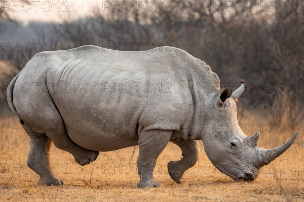 Southern white rhinoceros (Ceratotherium simum simum), rhino in the evening light, Khama Rhino