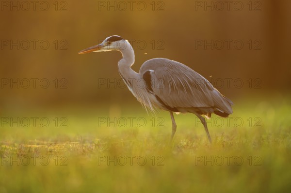 Grey heron (Ardea cinerea), animal portrait, evening light, Rosensteinpark, Stuttgart,