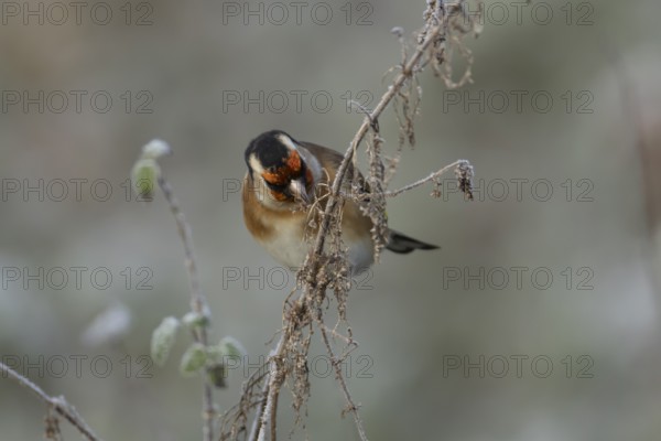 European goldfinch (Carduelis carduelis) adult bird feeding on Nettle seeds in the winter, England,