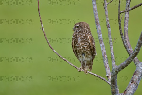 Burrowing owl (Speotyto cunicularia), sitting on a branch and observing the surroundings, Pembroke