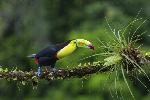 Fishing Toucan (Ramphastos sulfurantus), Toucans (Ramphastidae), Laguna del Lagarto Lodge,