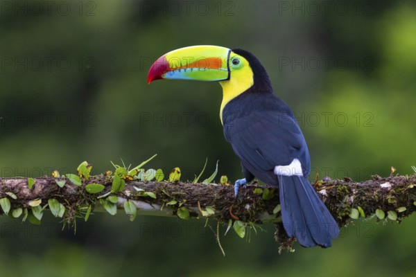 Fishing Toucan (Ramphastos sulfurantus), Toucans (Ramphastidae), Laguna del Lagarto Lodge,