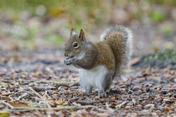 American grey squirrel (Sciurus carolinensis), sitting on the ground in the forest, Pembroke Pines,