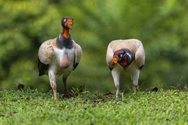 King vulture (Sarcoramphus papa), cock, vulture birds (Aegypiinae), Laguna del Lagarto Lodge,