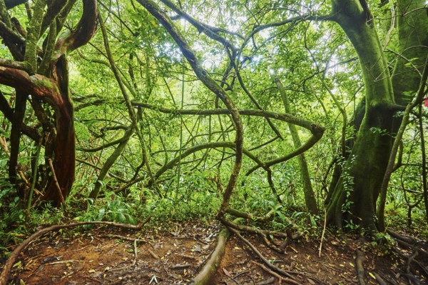 Landscape of Rainforest at the Lulumahu trail to the Lulumahu falls, Honolulu Watershed Forest