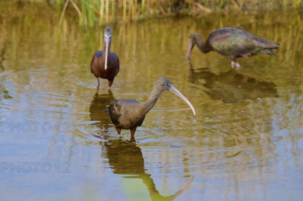 Three Glossy ibis (Plegadis falcinellus), walking around in the swamp, Black Point Wildlife Drive,