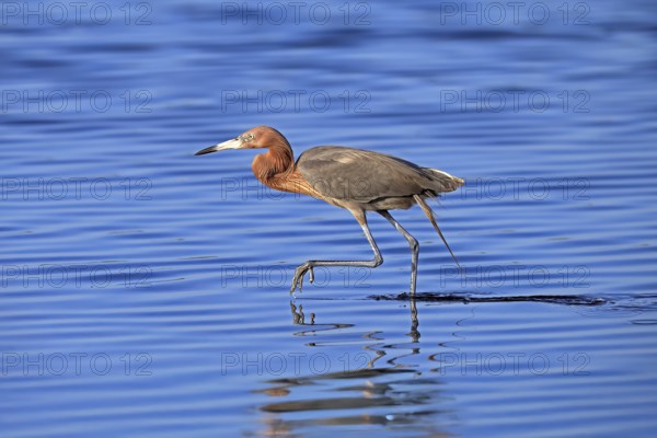 Reddish Egret (Egretta rufescens), adult, in water, foraging, hunting, alert, Merritt Island, Black