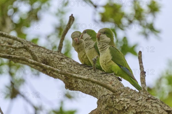 Monk parakeet (Myiopsitta monachus), three parrots sitting on a branch in a natural environment