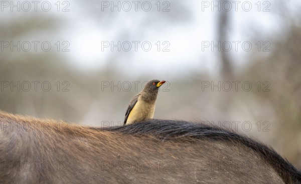 Yellow-billed oxpecker (Buphagus africanus) on the back of a african buffalo (Syncerus caffer