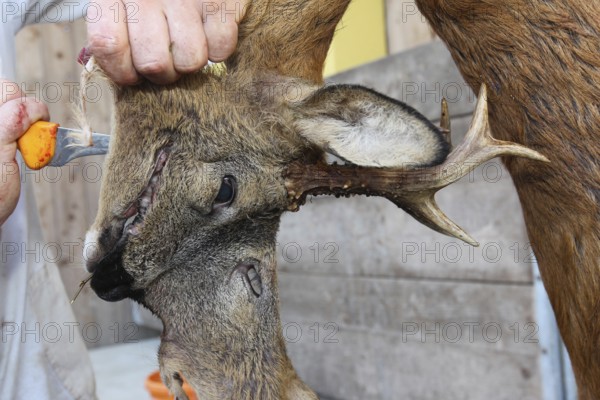 European roe deer (Capreolus capreolus) butcher, butcher processes shot roebuck, Lower Austria,