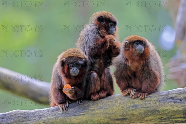 Coppery titi (Plecturocebus cupreus, Syn.: Callicebus cupreus), three coppery titi, group, feeding,