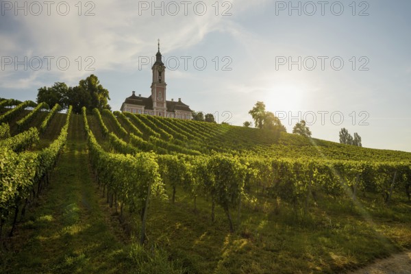 Birnau pilgrimage church and vineyards, sunrise, Uhldingen-Mühlhofen, Lake Constance,