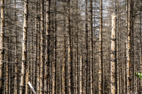 Dead spruce forest in the Eggegebirge, near Lichtenau, Paderborn district, North Rhine-Westphalia,