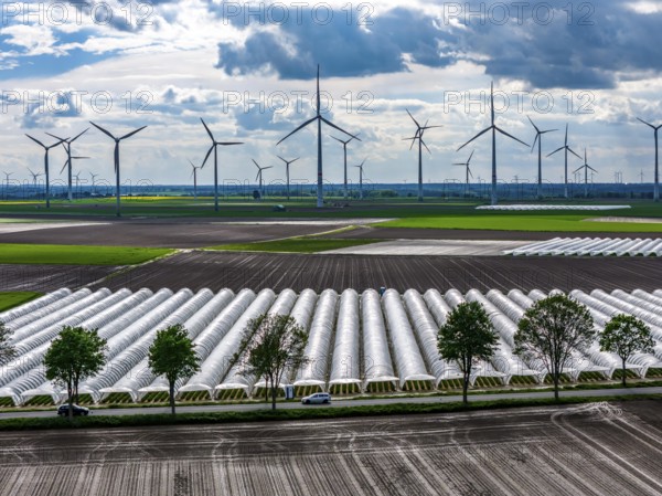 Agriculture, large areas with foil tunnel, for the cultivation of strawberries, freshly cultivated