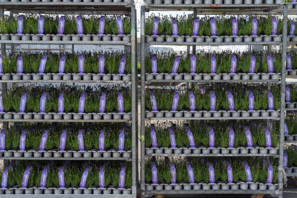Horticultural company, lavender plants, in flower pots, outdoors, are packed for transport to the