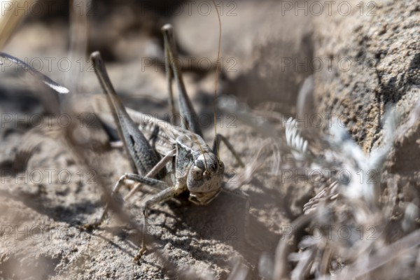 Grasshopper, Naryn Province, Kyrgyzstan, Asia