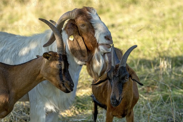 Goats (Capra), Boer goats, goats courting buck with long beard, scent, pasture with dry grass,