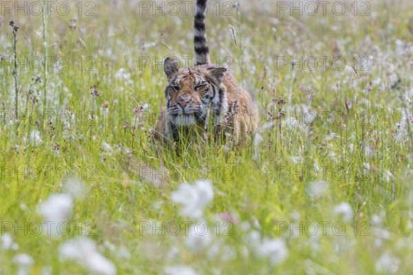 One young female Siberian Tiger, Panthera tigris altaica, running thru tall fresh cottongrass.