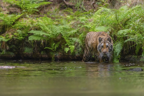 One young female Siberian Tiger, Panthera tigris altaica, walking thru the cool fresh water of a