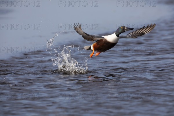 Northern Shoveler (Anas clypeata), male duck taking off in flight from lake, in display flight,