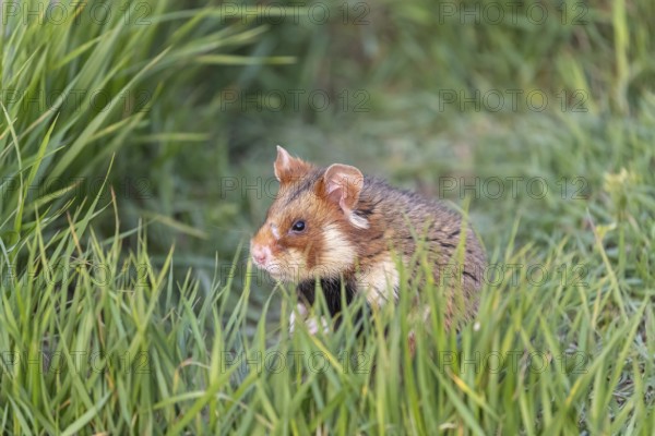 One European hamster (Cricetus cricetus), Eurasian hamster, black-bellied hamster or common