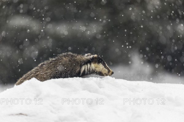 One young European badger (Meles meles) walking through deep snow during snow fall