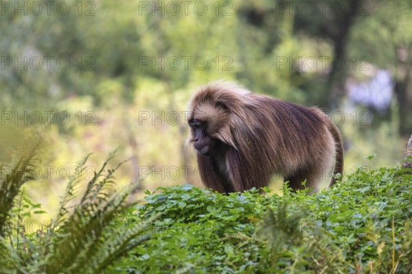 One adult male Gelada (Theropithecus gelada), or bleeding-heart monkey walking through riverine