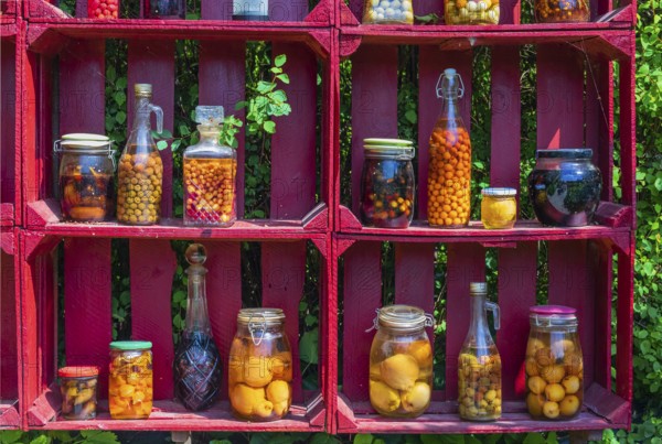 A red wooden shelf with jars and bottles full of pickled fruits and vegetables at the Hortulus