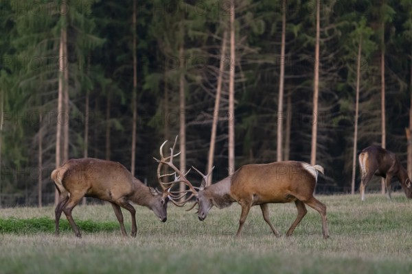 Two Altai maral stags, Altai wapiti or Altai elk (Cervus canadensis sibiricus) fighting each other
