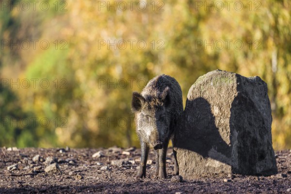 A wild boar or wild pig (Sus scrofa), scratches himself at a big stone. In the background you can