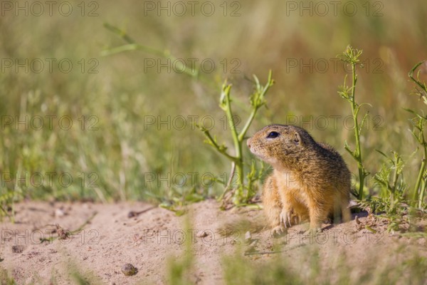A European ground squirrel (Spermophilus citellus) or European souslik sits in front of its den