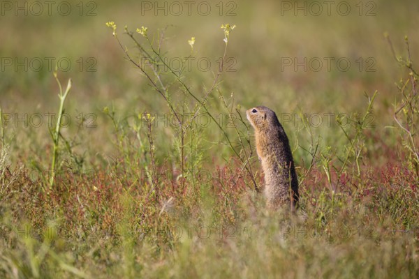 A European ground squirrel (Spermophilus citellus) or European souslik stands erected in tall green