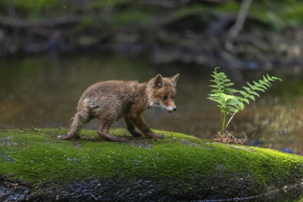 One young red fox, Vulpes vulpes, walking over a mossy rock in a shallow forest creek in late light