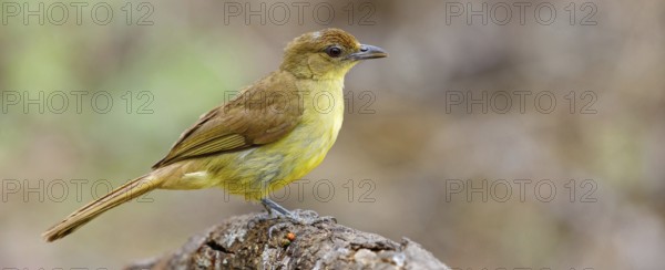 Yellow-bellied greenbul (Chlorocichla flaviventris), Mkuze Game Reserve, Mkuze, KwaZulu-Natal,