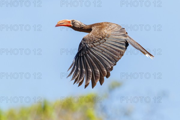 Crowned Hornbill, (Lophoceros alboterminatus), Syn: Tockus alboterminatus, iSimangaliso Wetland