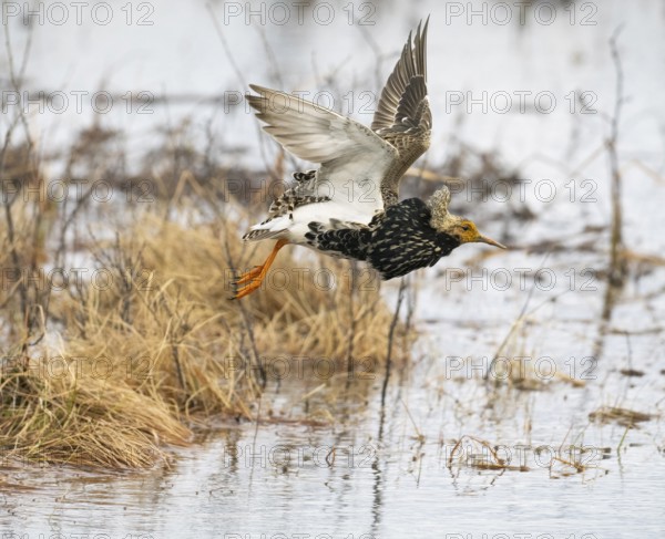 Ruff (Calidris pugnax) male in breeding plumage, flying away from lek, Pokka, Finnish Lapland