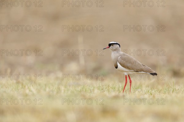Crowned Lapwing, (Vanellus coronatu), Wakkerstrom surroundings, Wakkerstrom, Mpumalanga, South