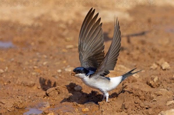 House Martin, Town Swallow, common house martin (Delichon urbica), Lesbos, Lesbos Island, Greece,