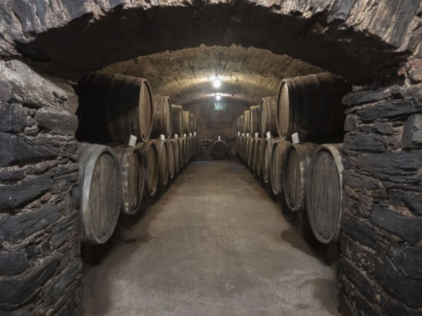 Oak wine barrels in the cellar of a winery, wine cellar, Bernkastel-Kues, Moselle,