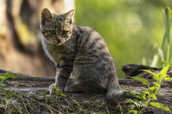 A kitten sits quietly on a tree trunk, surrounded by green nature and looks thoughtful, wildcat