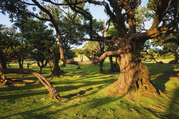 Centuries-old til trees in fantastic magical idyllic Fanal Laurisilva forest on sunset. Madeira