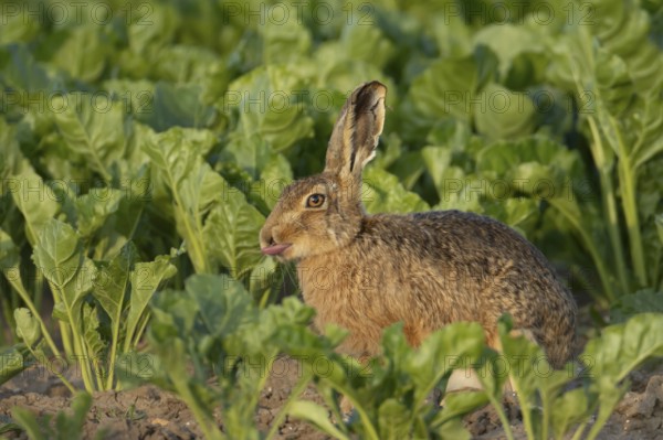 Brown hare (Lepus europaeus) adult animal humourously sticking its tongue out in a farmland sugar