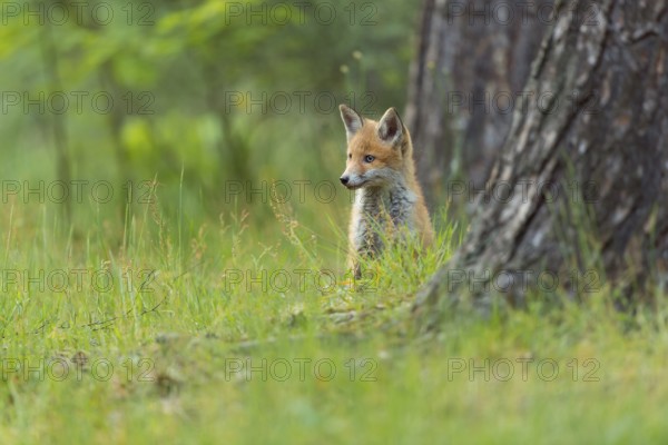 Red fox (Vulpes vulpes), young fox standing in the green forest, surrounded by grass and trees and