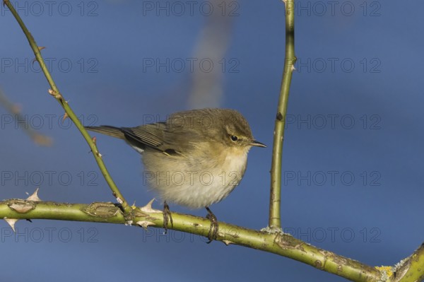 A chiffchaff (Phylloscopus collybita) sitting on a thorny branch against a blue sky, Hesse,