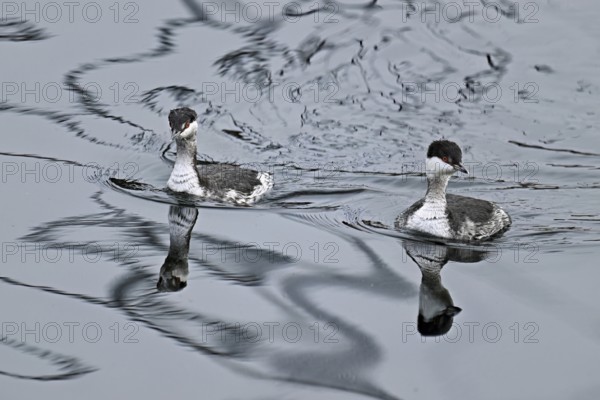 Two Slavonian grebes (Podiceps auritus), adult, in their winter plumage, swimming in Lake Zug,