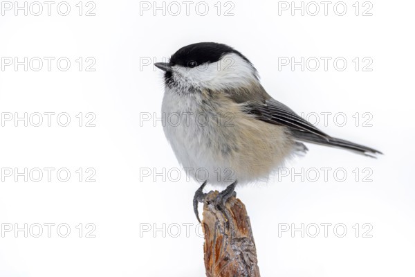 Willow tit (Poecile montanus borealis, Parus montanus) perched on branch in winter, Finland,